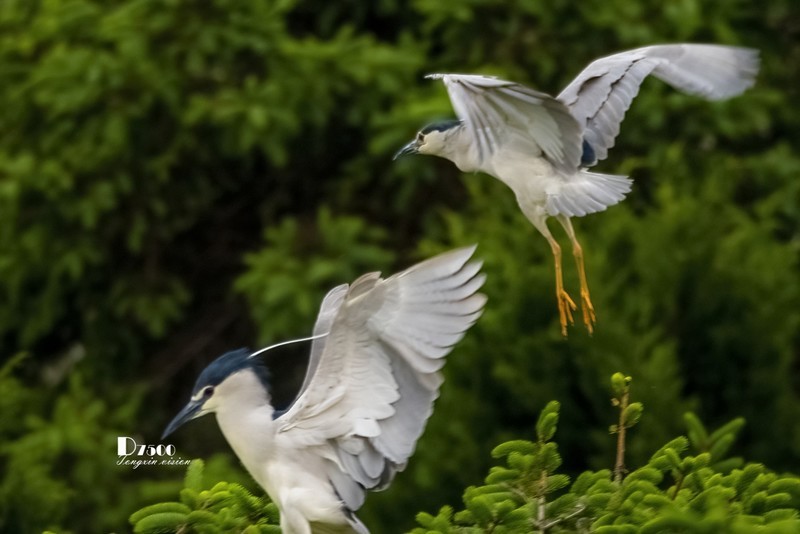 夜鹭与池鹭（49）