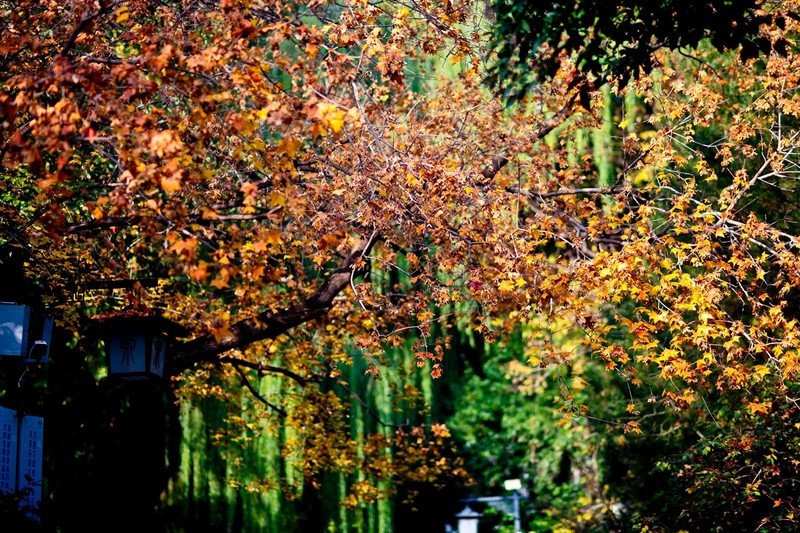 初冬——趵突泉公园●醉人的色彩 （二）