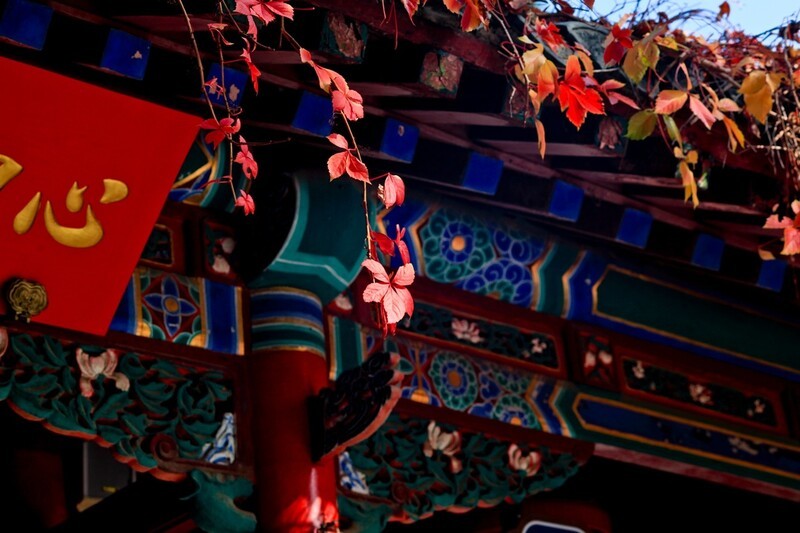 初冬——趵突泉公园●醉人的色彩 （二）