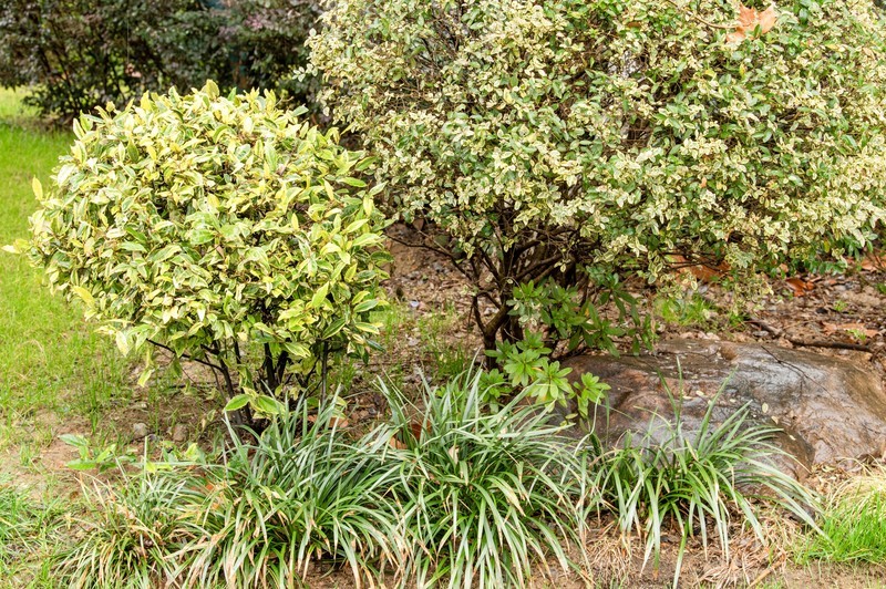 庐州印象（579）瑞雪丰年