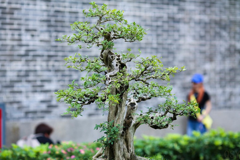 135还是适合拍MM下雨了都淋回家了