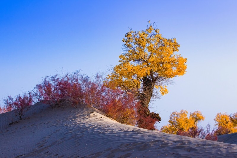 外出随拍（677）.