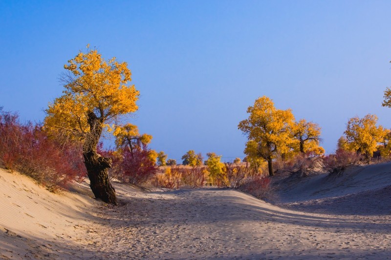 外出随拍（677）.