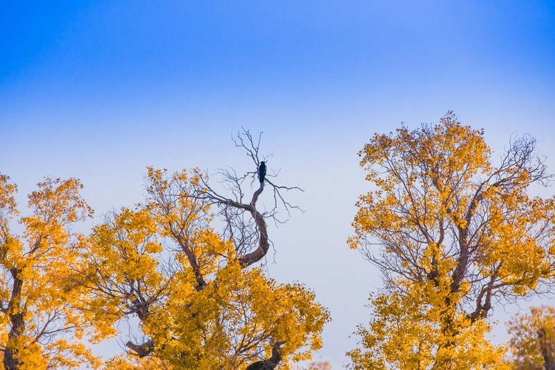 外出随拍（675）.