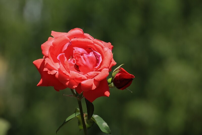 2026061 月 季 花