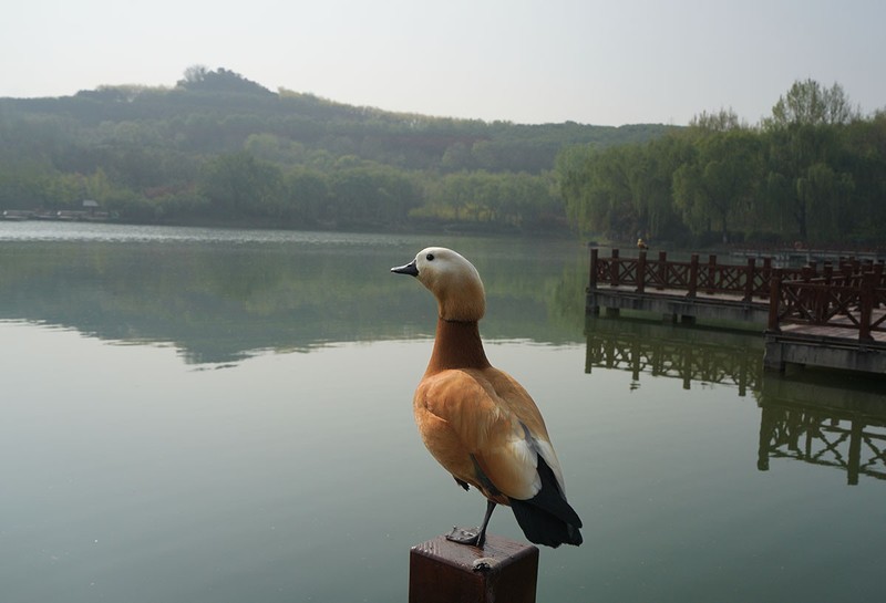 赤麻鸭（1）