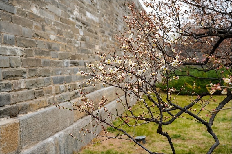 2026年第0134贴-明城墙梅花纪实拍（0217）
