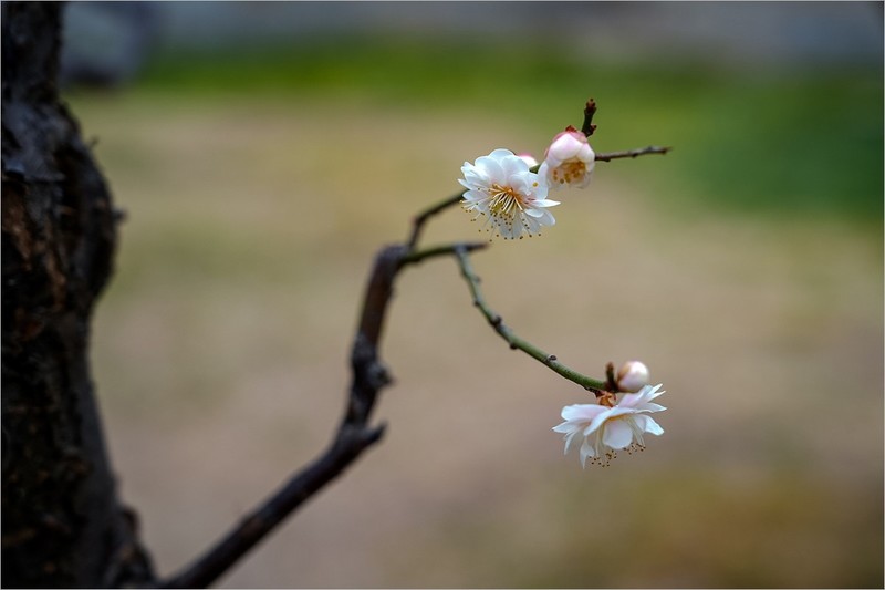 2026年第0134贴-明城墙梅花纪实拍（0217）