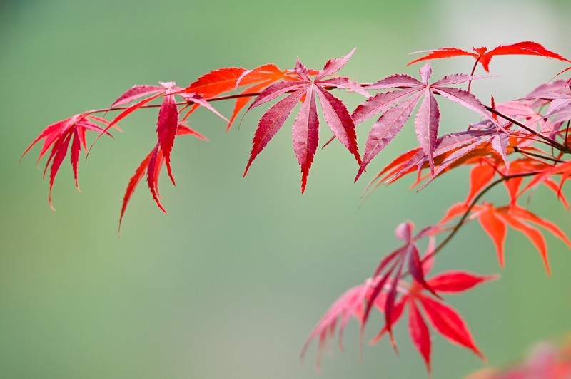 紫红鸡爪槭（中国红枫）