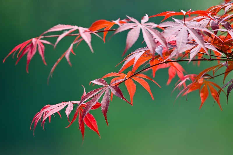 紫红鸡爪槭（中国红枫）