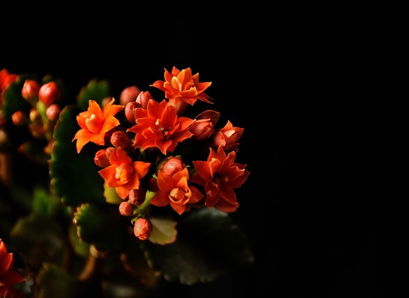 2026花卉植物赏析———长寿花【5】