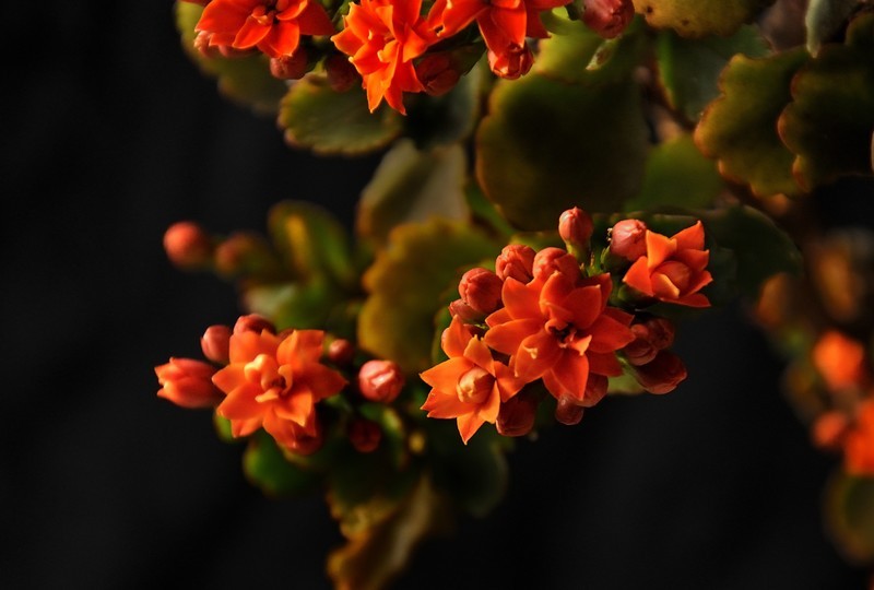2026花卉植物赏析———长寿花【5】
