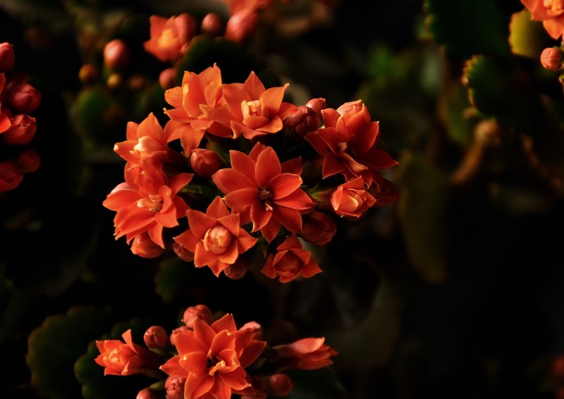 2026花卉植物赏析———长寿花【5】