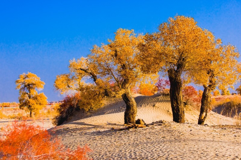 外出随拍（679）.