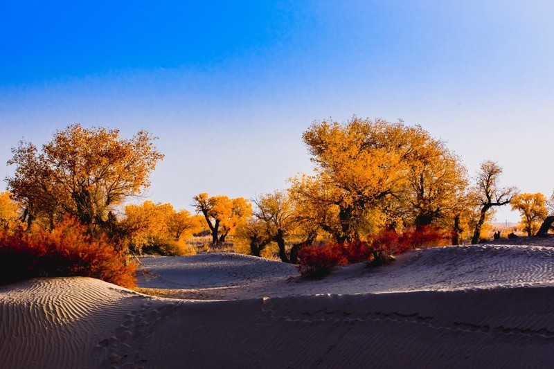 外出随拍（679）.