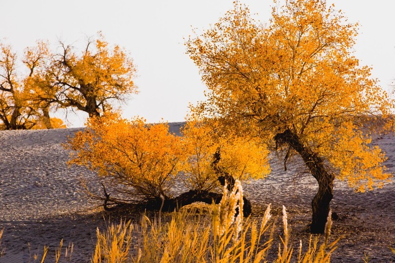 外出随拍（679）.