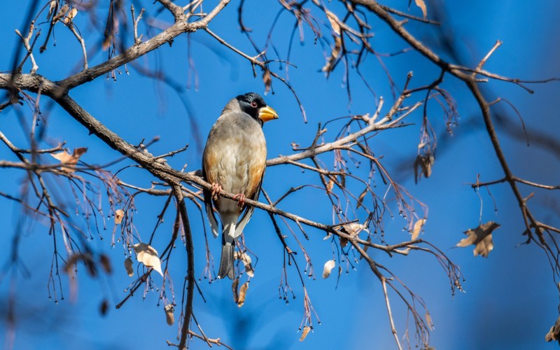 蜡嘴雀（十七）