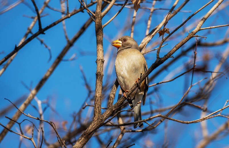 蜡嘴雀（十七）