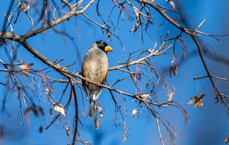 蜡嘴雀（十七）