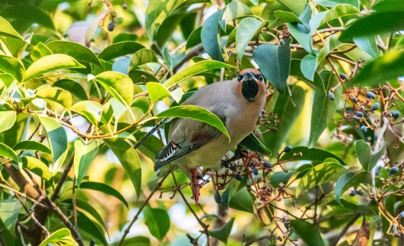 太平鸟（三十五）