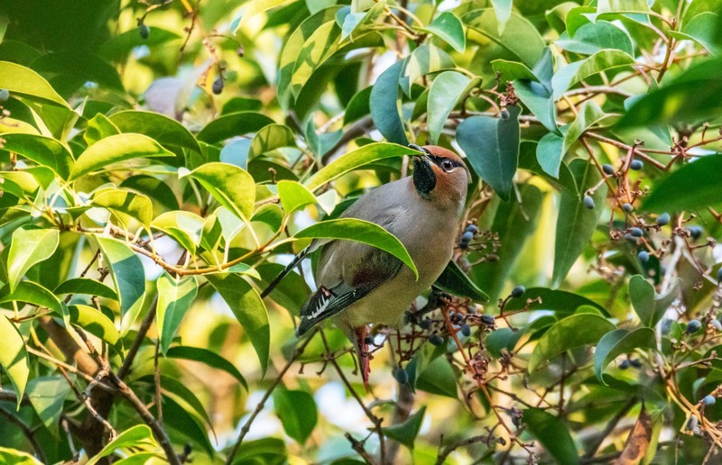 太平鸟（三十五）