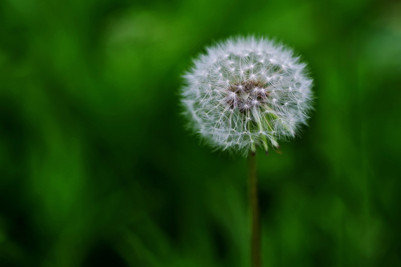 蒲公英花球