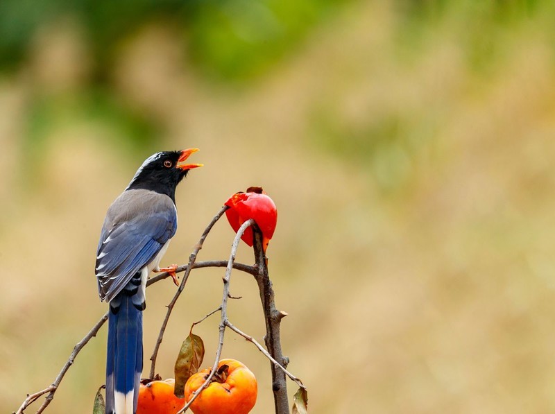 红嘴蓝鹊觅食忙（2）