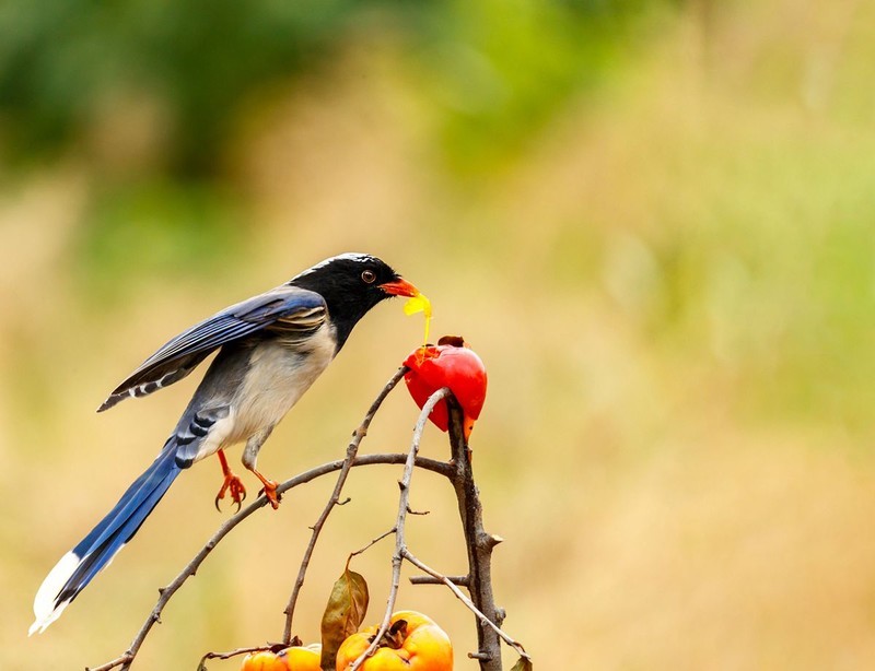 红嘴蓝鹊觅食忙（2）