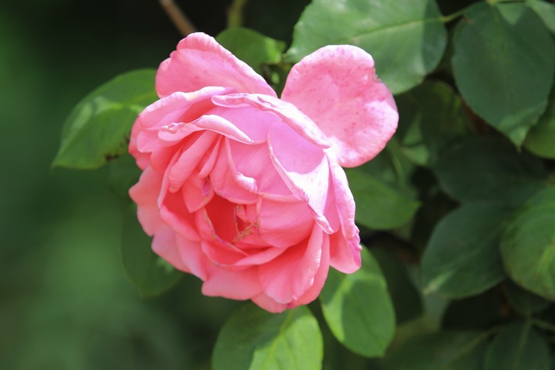 拍摄花卉一（1192）