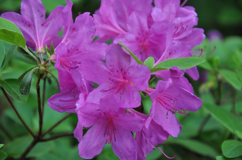 2026花卉植物赏析【10】