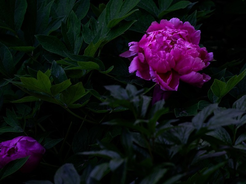 花开富贵—7—(牡丹)