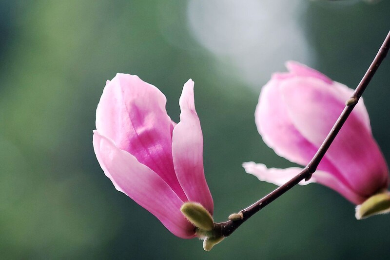 玉兰花（四）