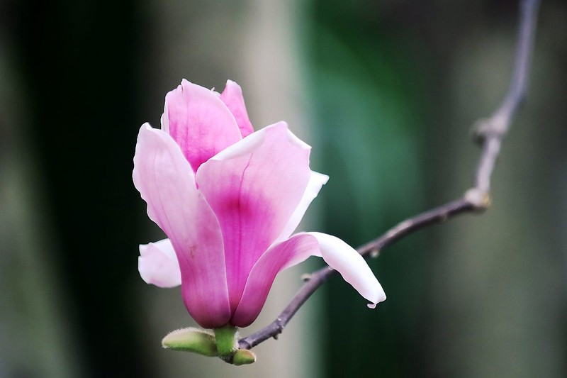 玉兰花（四）