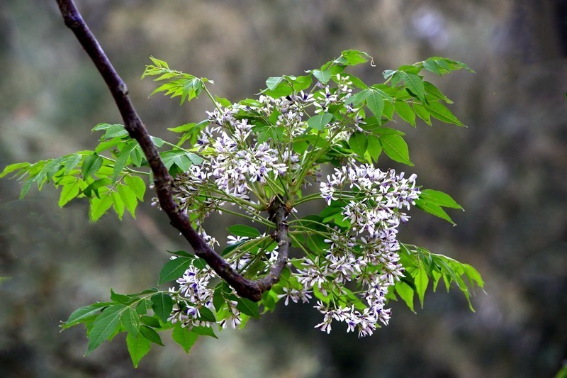 066【不老松：二游海南纪实】临高长島兰湾的楝！