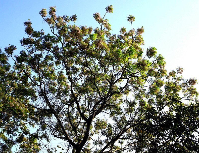 066【不老松：二游海南纪实】临高长島兰湾的楝！