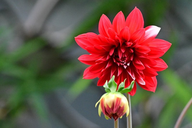 红苕花开谈小满