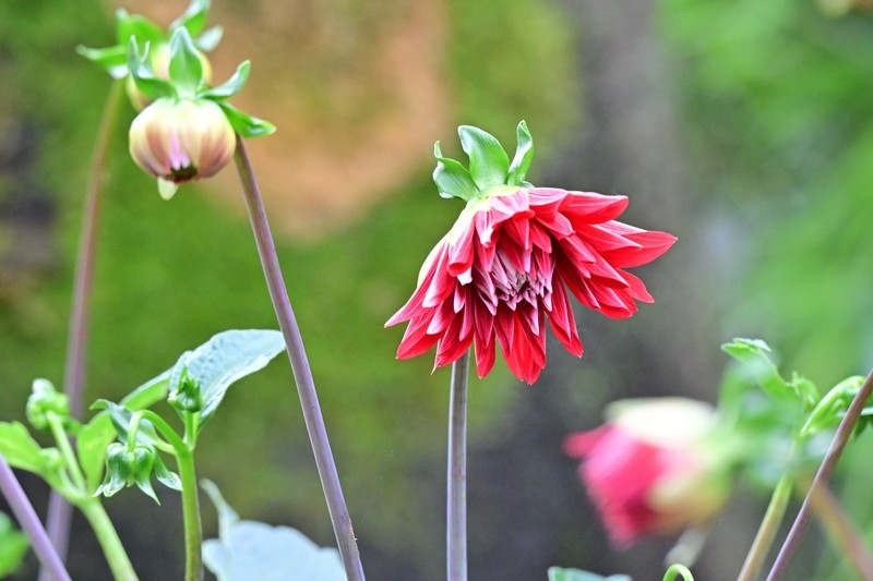 红苕花开谈小满