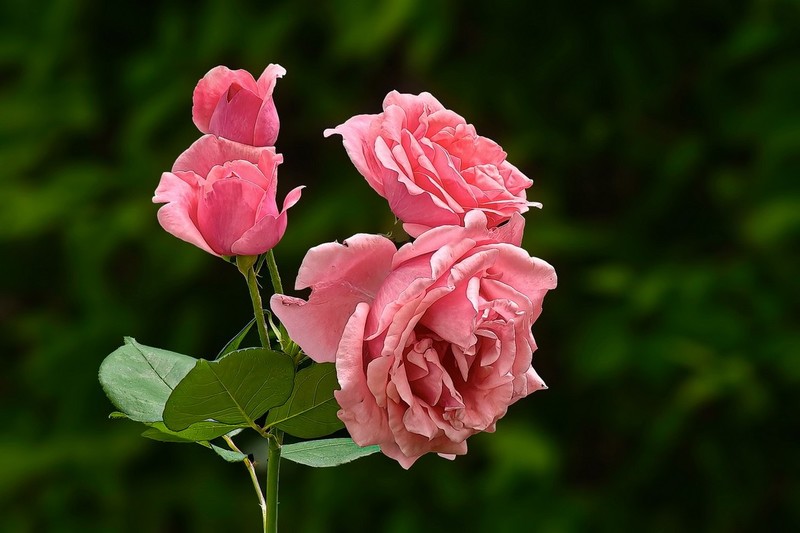 2026190 月 季 花