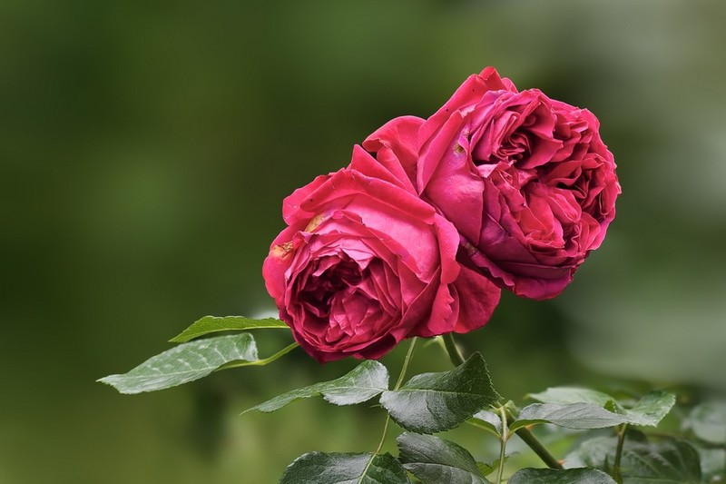 2026190 月 季 花