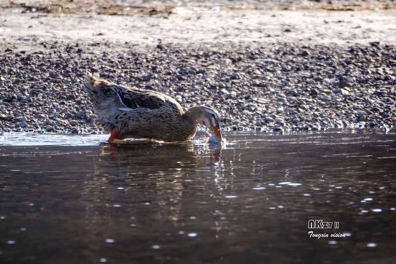 红村天鹅湾（6）