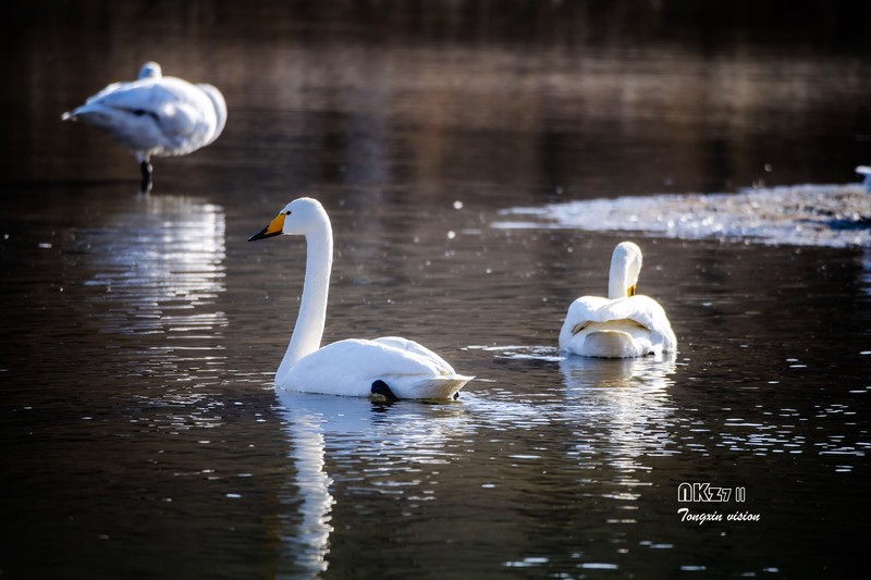 红村天鹅湾（6）