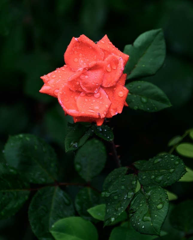 雨中的月季