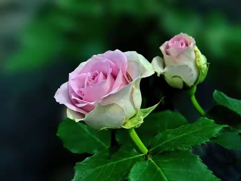 月季花