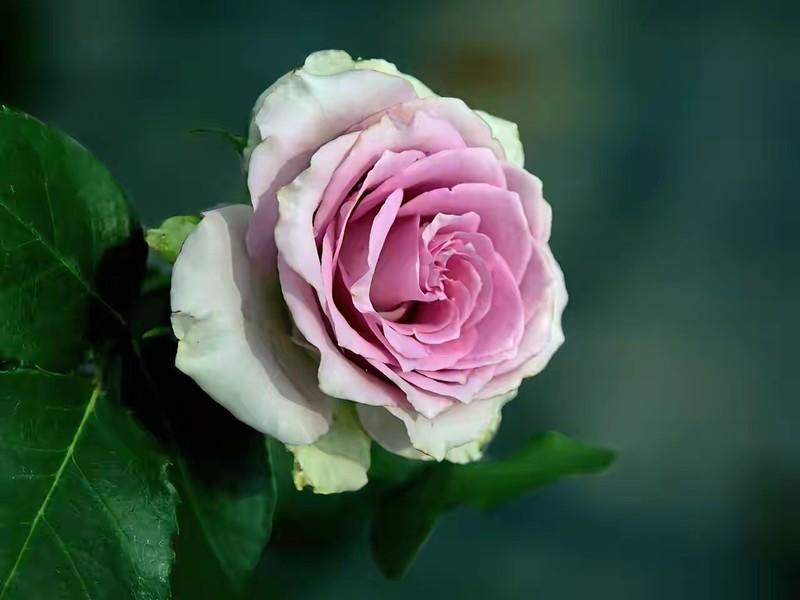 月季花