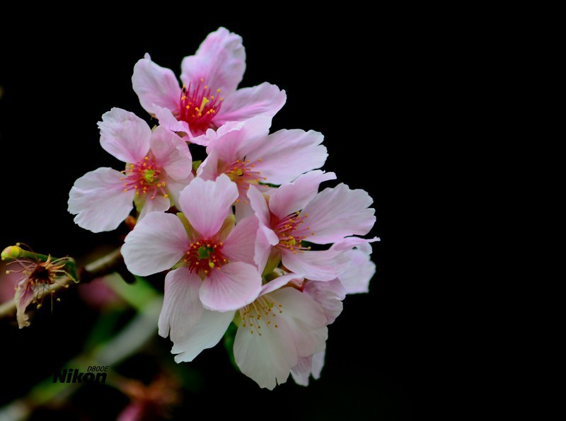 明珠楼的樱花。