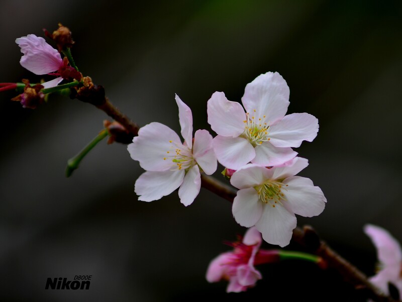 明珠楼的樱花。