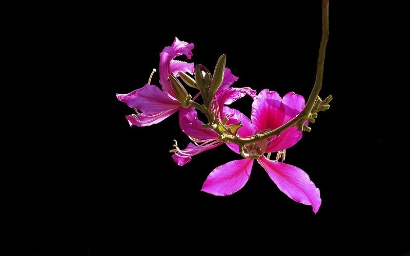 [26059] 马涌河畔的洋紫荆