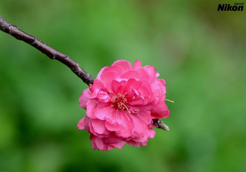 白云山桃花涧的桃花。