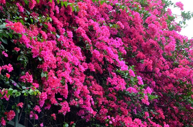 三角梅花墙 (五) 完