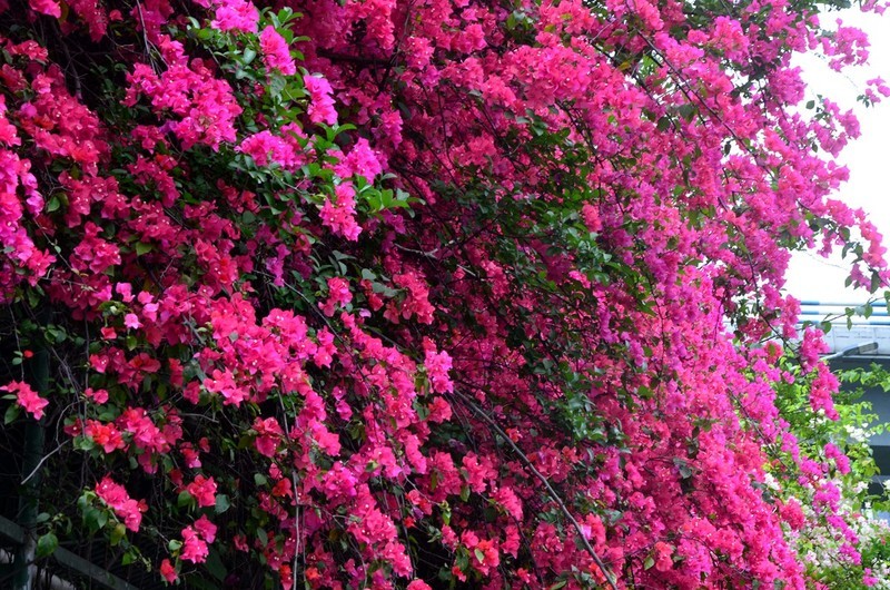 三角梅花墙 (五) 完